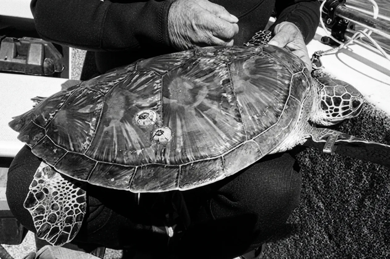 Ranger holding a rescued sea turtle on a research boat